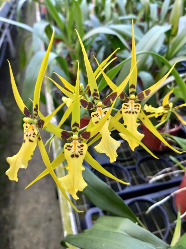 Brassidium Shooting Star 'Black Gold'