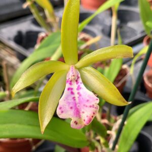Brassocattleya Binosa