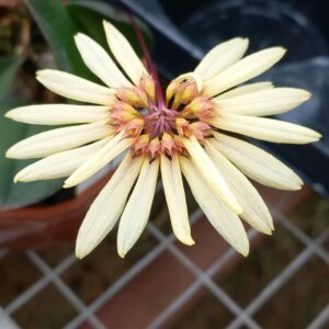 Bulbophyllum Daisy Chain x purpurascens