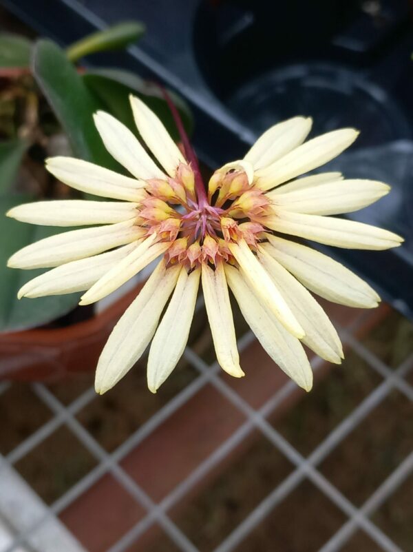Bulbophyllum Daisy Chain x purpurascens