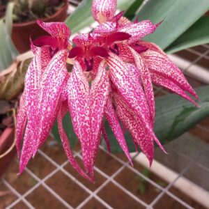 Bulbophyllum annamense x (B. macrobulbum x B. phalaenopsis)