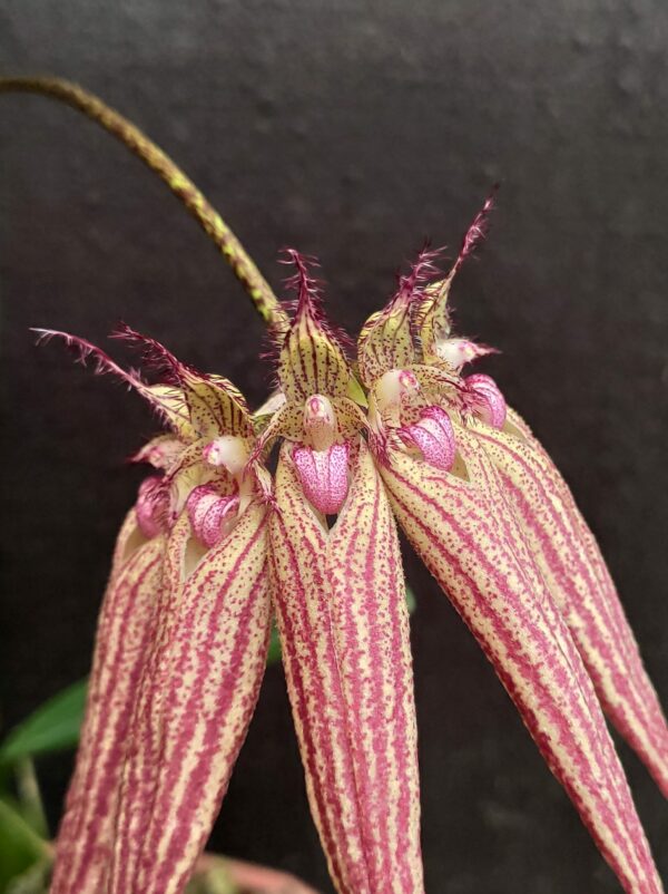 Bulbophyllum Elizabeth Ann 'Buckleberry' – Image 2