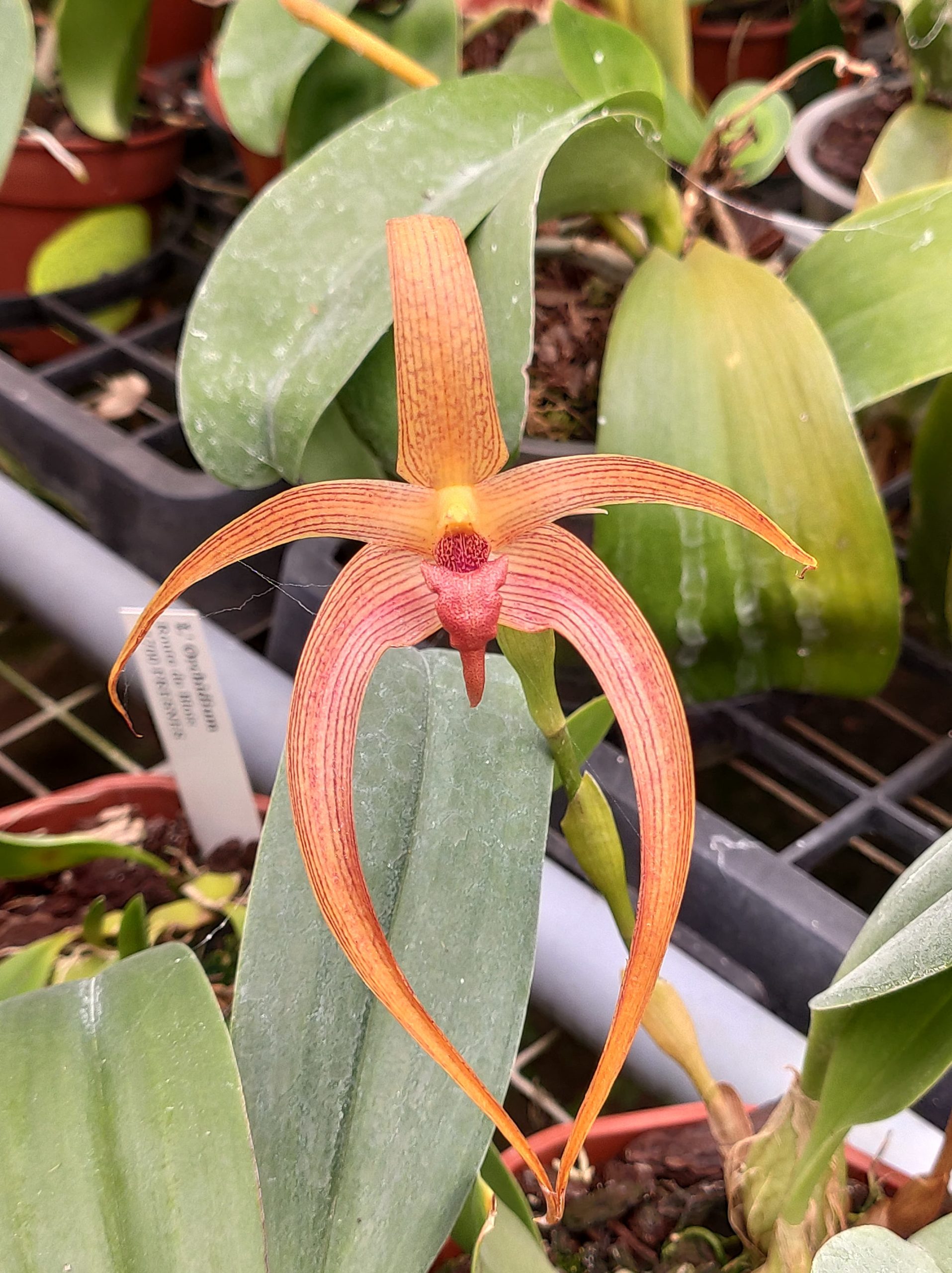 Bulbophyllum Jersey