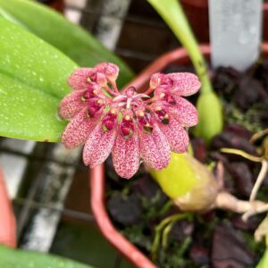 Bulbophyllum abbreviatum