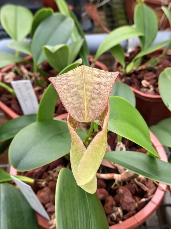 Bulbophyllum Hsinying Grand-arfa – Image 2