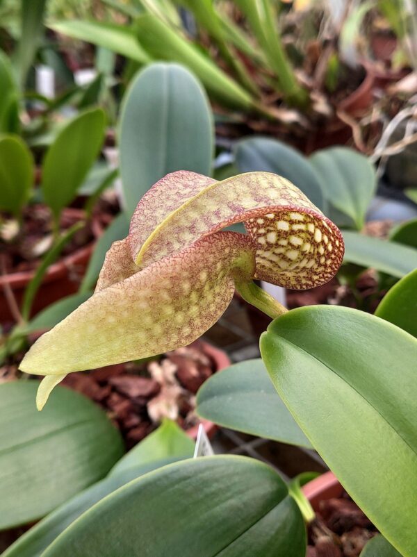 Bulbophyllum Hsinying Grand-arfa