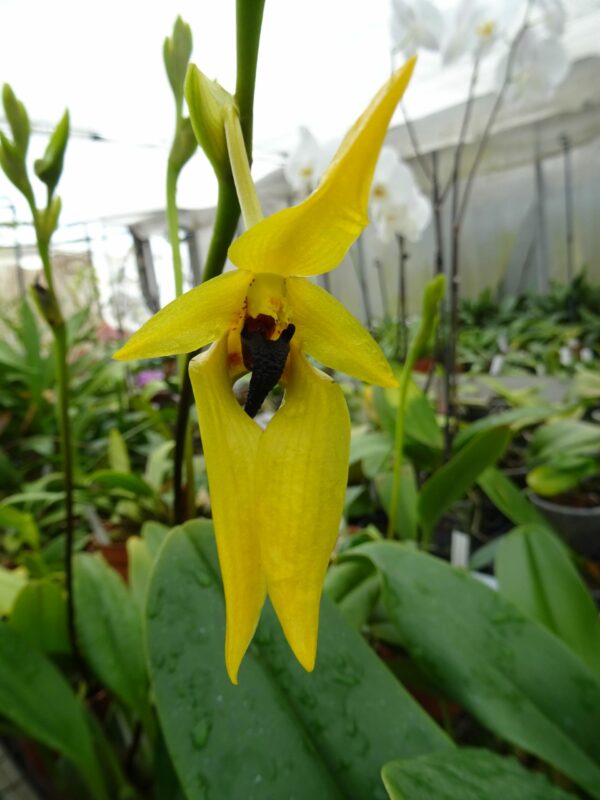 Bulbophyllum carunculatum
