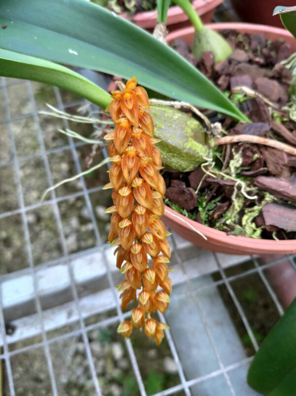 Bulbophyllum cupreum – Image 2