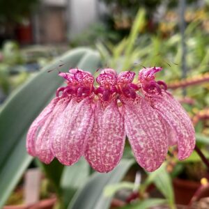 Bulbophyllum eberhardtii