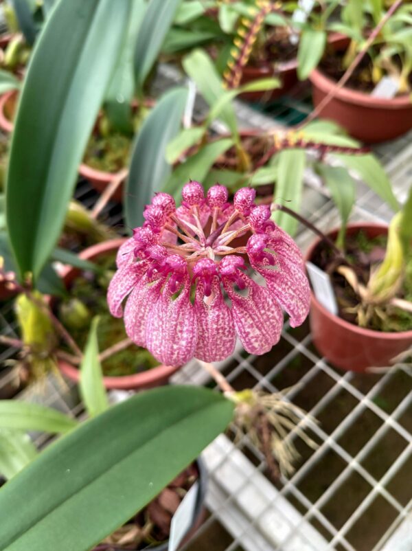 Bulbophyllum eberhardtii – Image 2