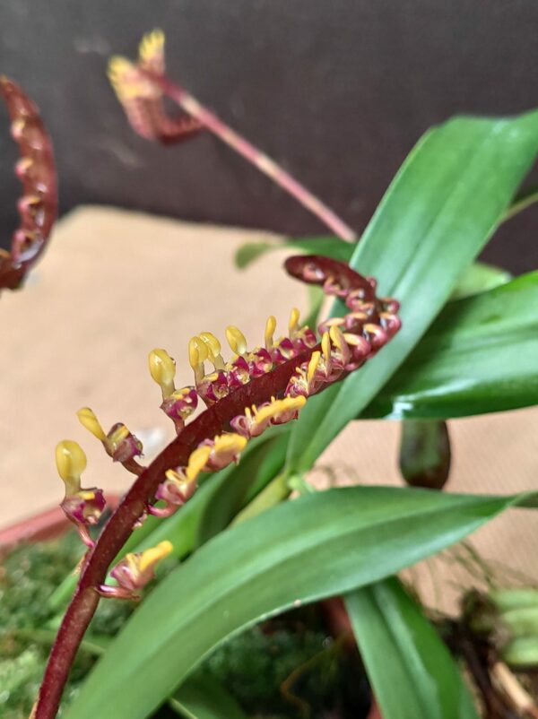 Bulbophyllum falcatum – Image 2