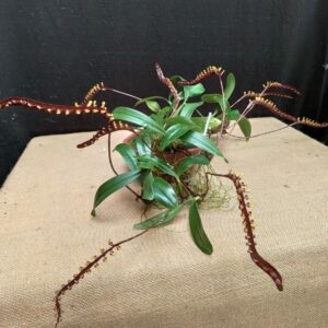 Bulbophyllum falcatum