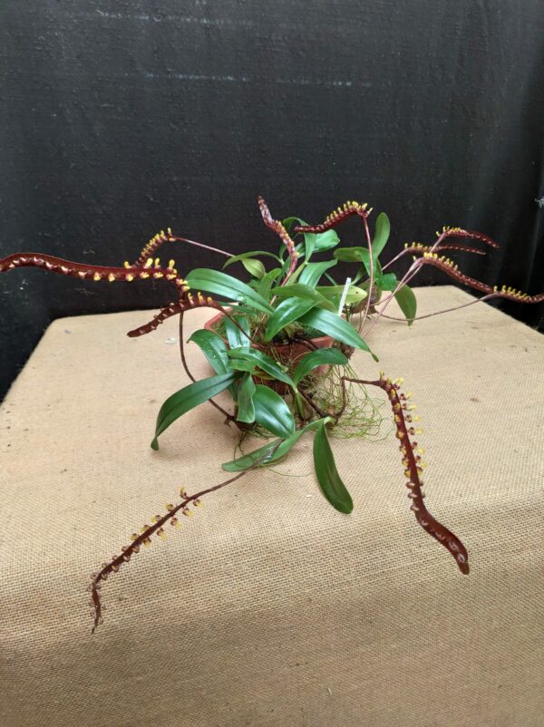 Bulbophyllum falcatum