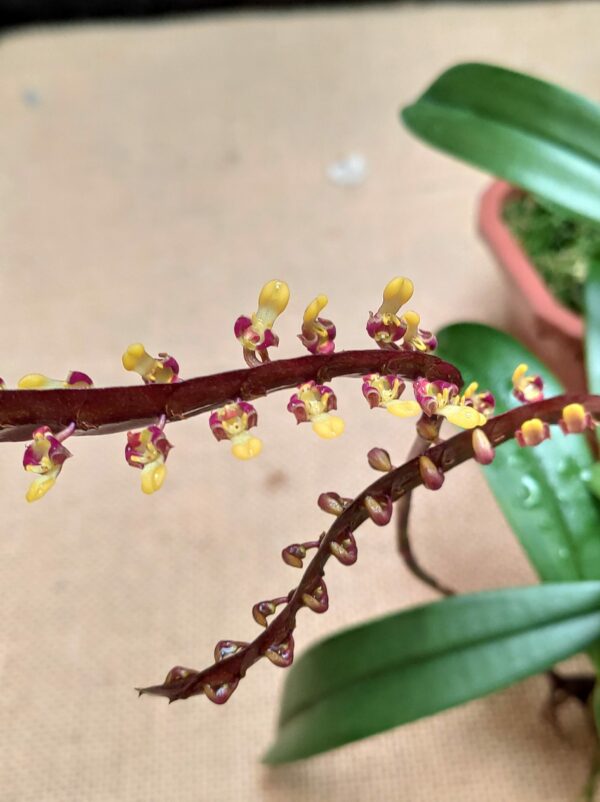 Bulbophyllum falcatum – Image 3