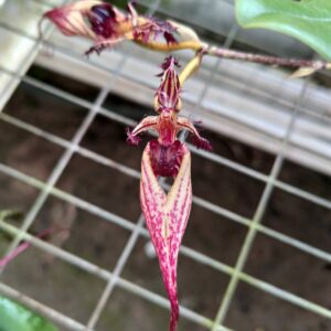 Bulbophyllum putidum