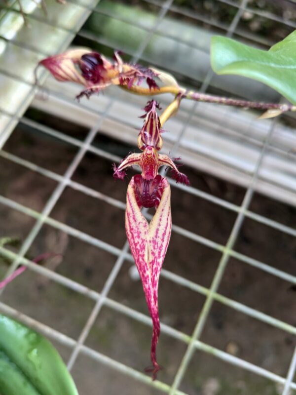 Bulbophyllum putidum