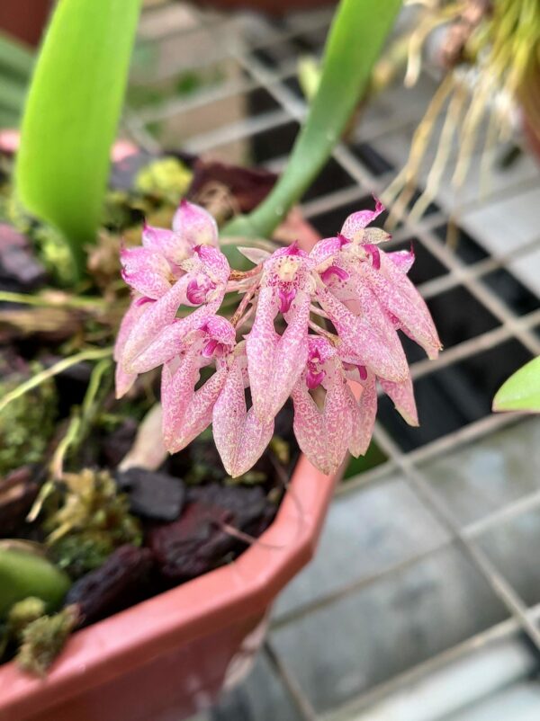 Bulbophyllum fenestratum – Image 2