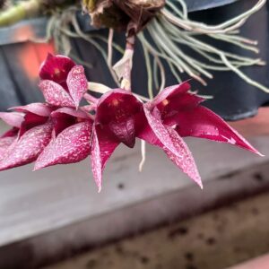 Bulbophyllum Rachelle LCDO