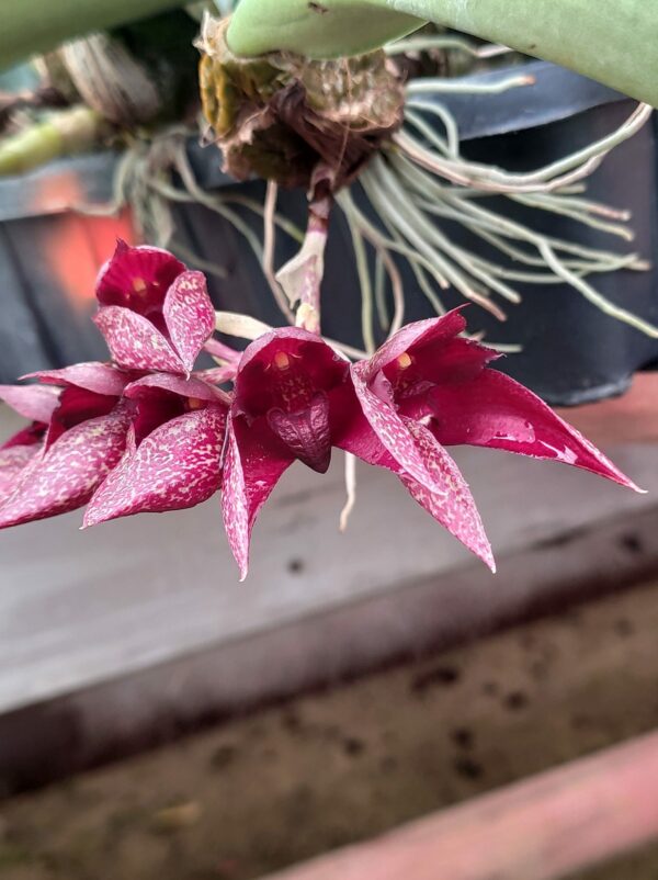 Bulbophyllum Rachelle LCDO