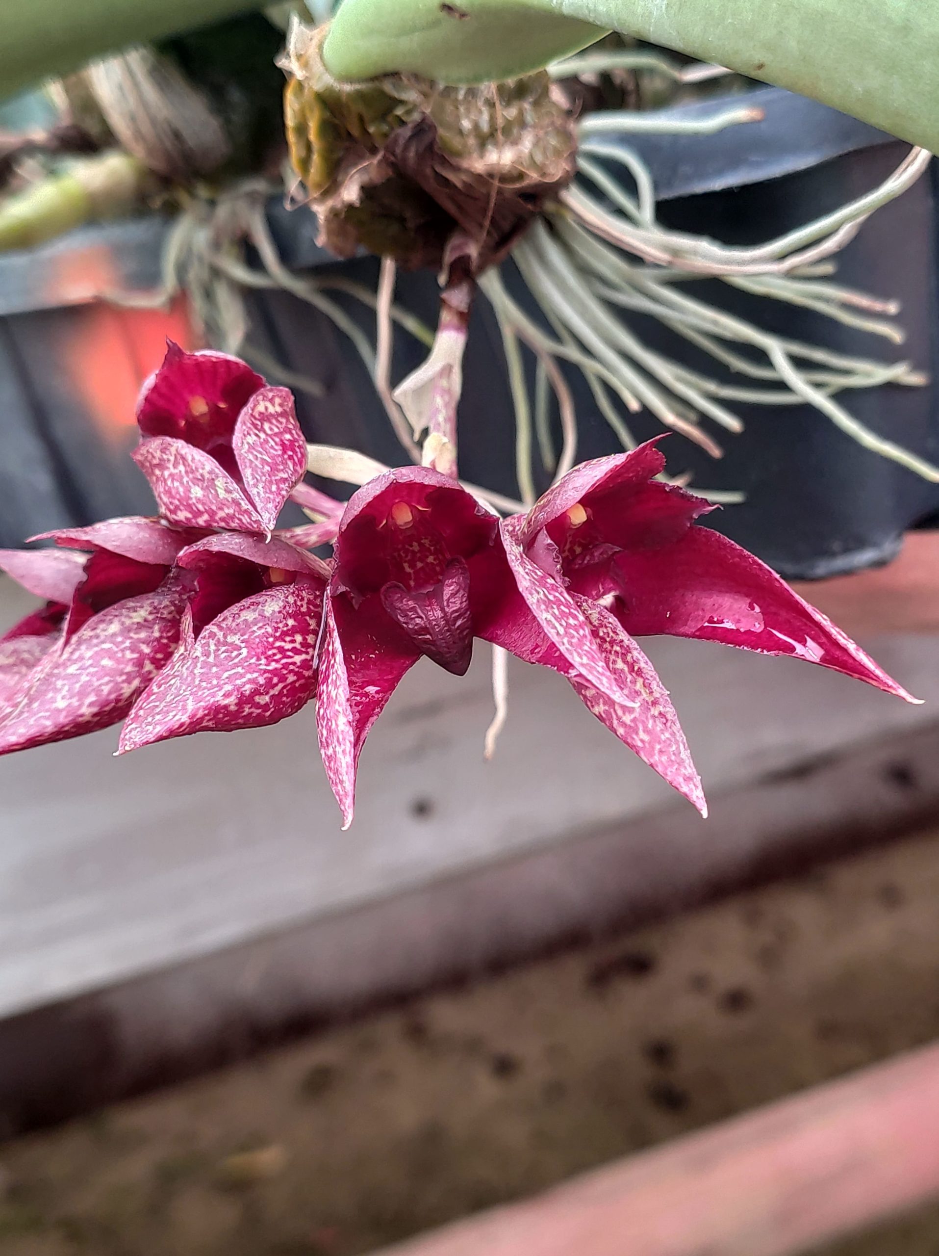 Bulbophyllum Rachelle LCDO