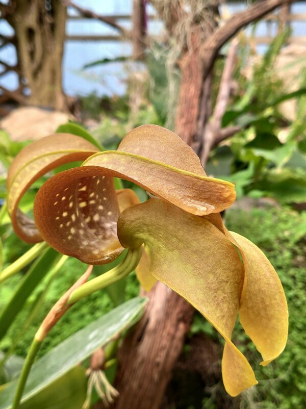 Bulbophyllum grandiflorum