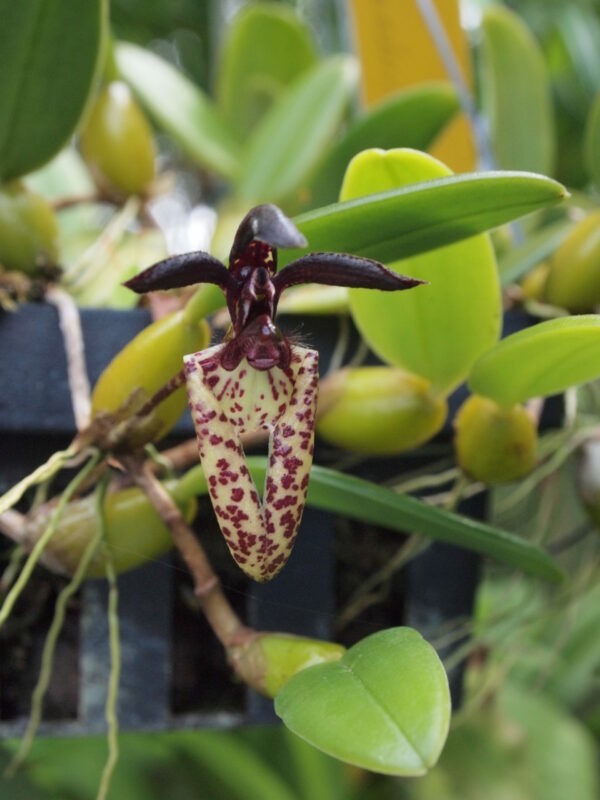 Bulbophyllum lasiochilum – Image 2