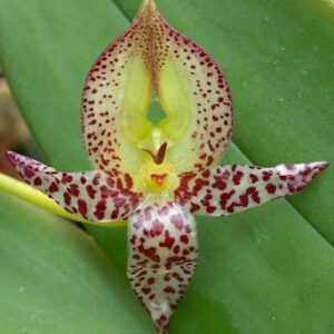 Bulbophyllum macranthum