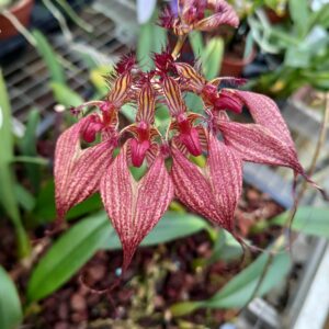 Bulbophyllum rothschildianum