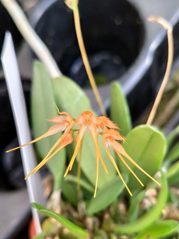 Bulbophyllum taiwanense