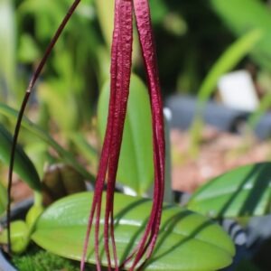 Bulbophyllum treschii