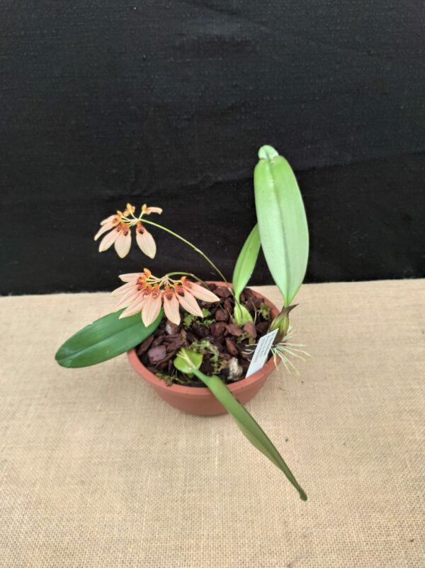 Bulbophyllum weberi – Image 2