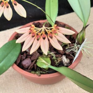 Bulbophyllum weberi