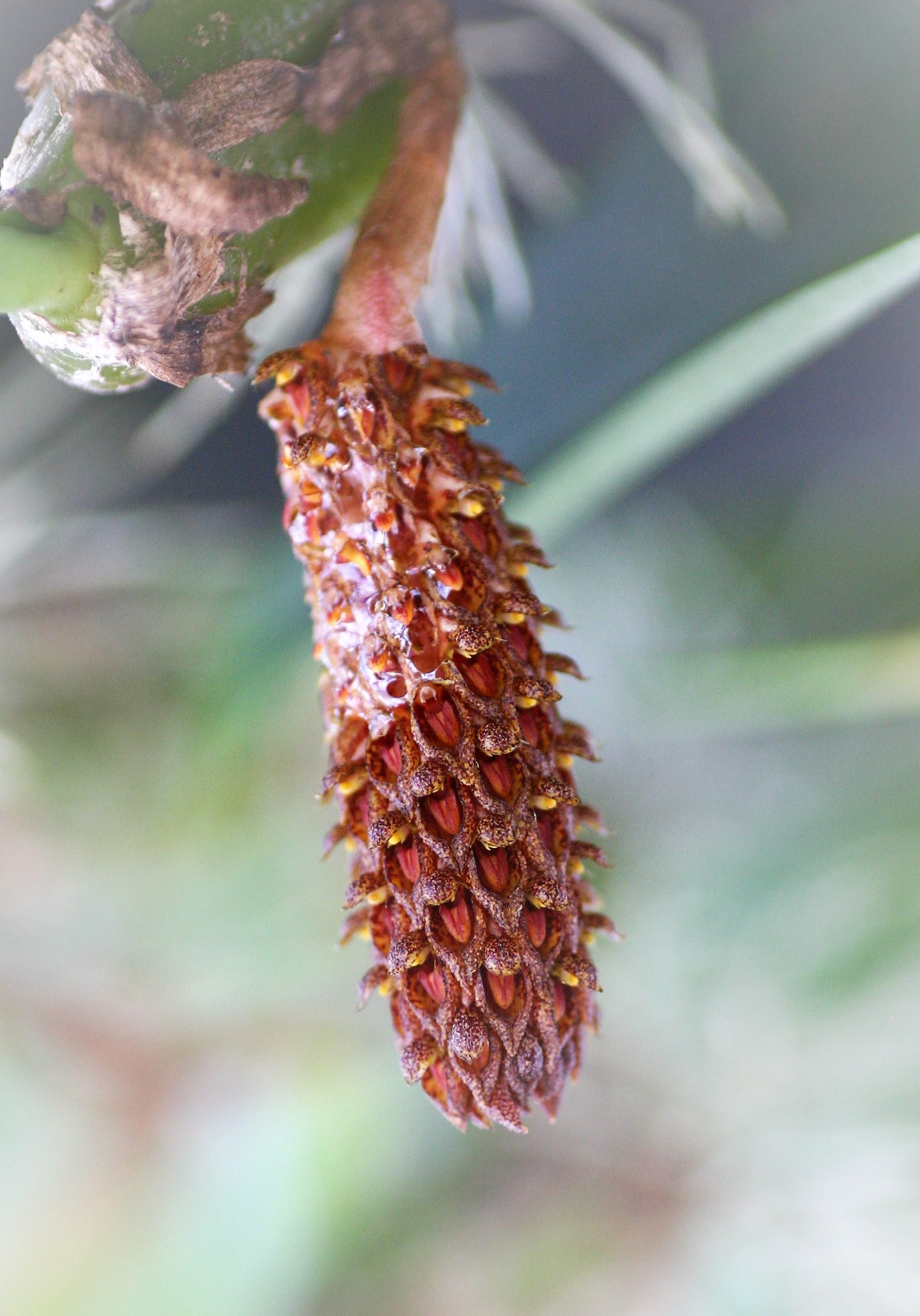 Bulbophyllum crassipes