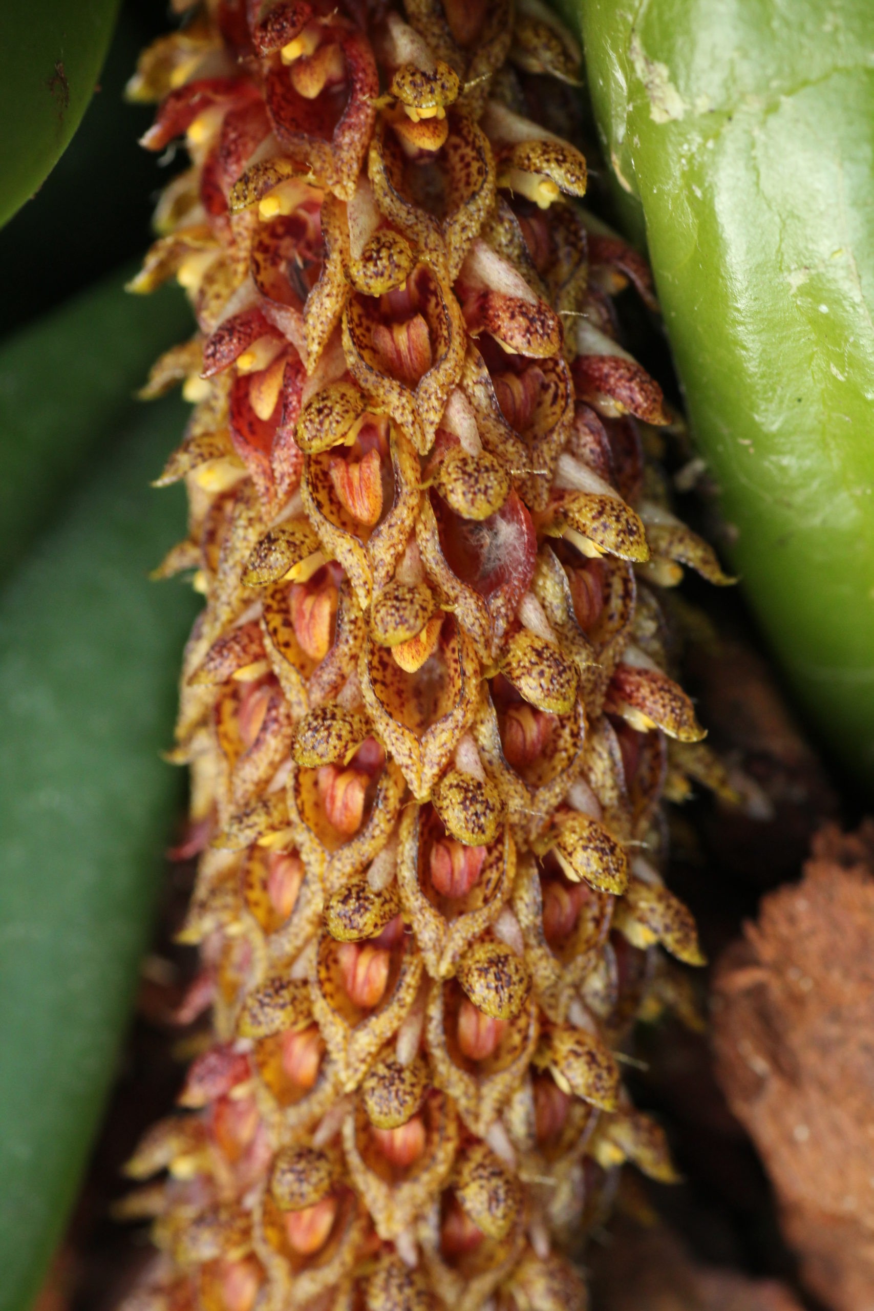 Bulbophyllum crassipes – Image 2