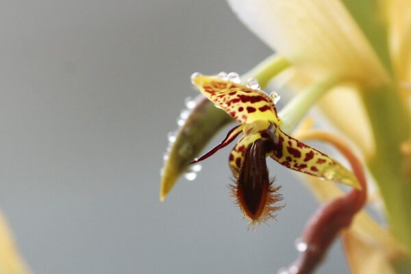 Bulbophyllum schinzianum