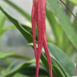 Bulbophyllum x (B.longissimum x B.plumatum)
