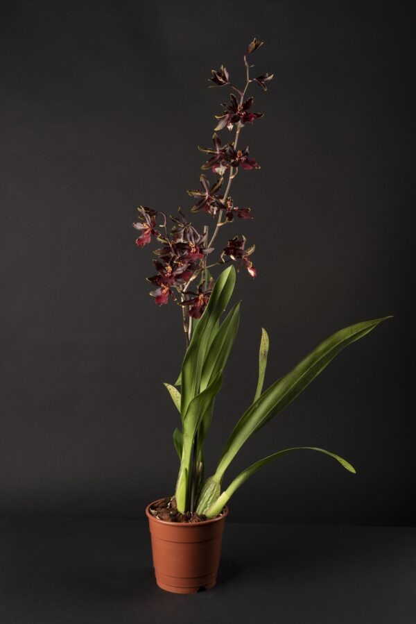 Colmanara Black Cat's – Image 3