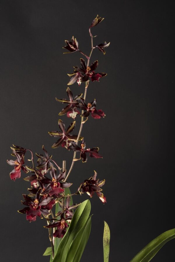Colmanara Black Cat's – Image 2