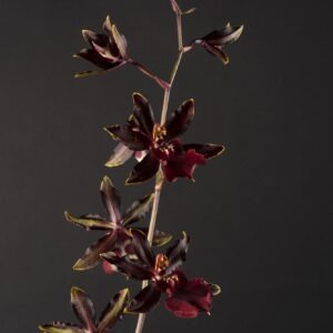 Colmanara Black Cat's
