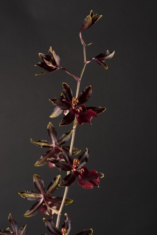 Colmanara Black Cat's