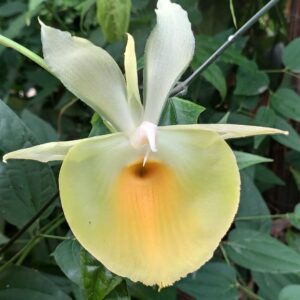 Catasetum pileatum 'Jumbo Green Gold'