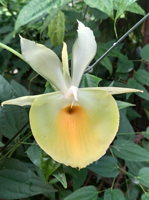 Catasetum pileatum 'Jumbo Green Gold'