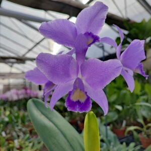 Cattleya Ariel coerulea