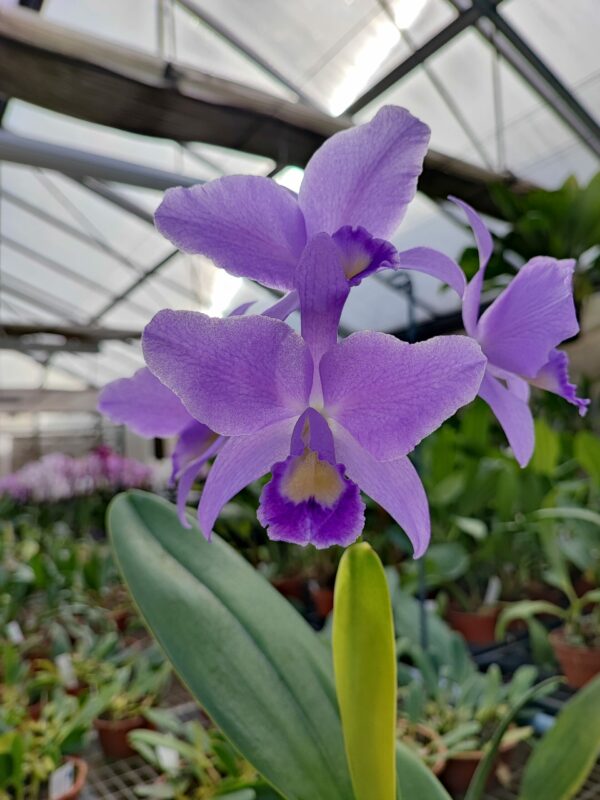 Cattleya Ariel coerulea