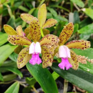 Cattleya Landate x Cattleya tigrina 'Escura'