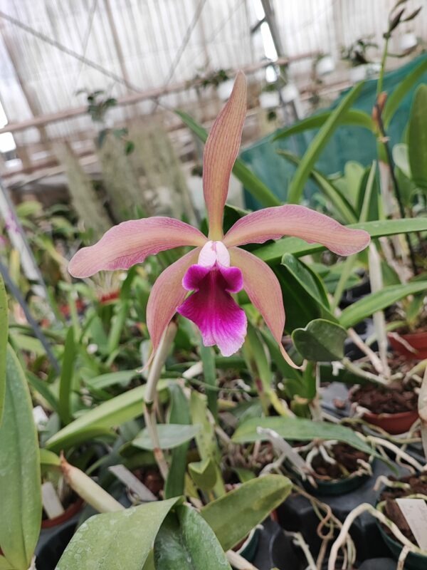 Cattleya tenebrosa 'Midnight' x Cattleya tigrina 'Escura' – Image 2