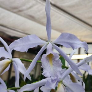 Cattleya maxima coerulea 'Chief'