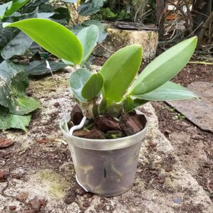 Cattleya nobilior var.alba