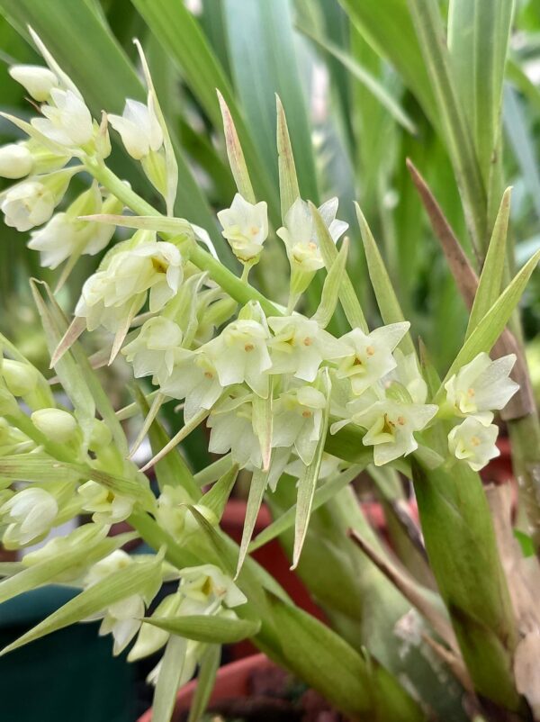 Coelia triptera – Image 2
