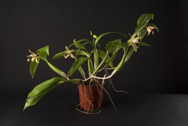 Coelogyne ovalis – Image 3